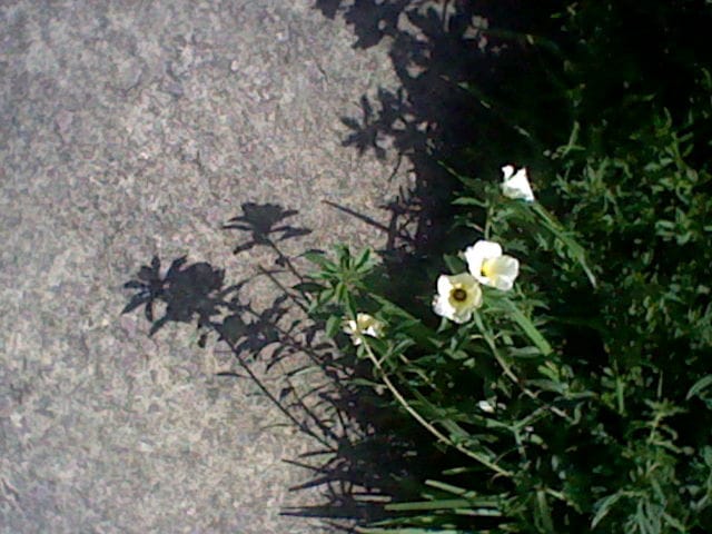 flowers from those backyard weeds everyone hates.. i personally like them and ive been trying to grow one, but its hard to remember when to water them, to my luck they dont need a lot of water to grow properly